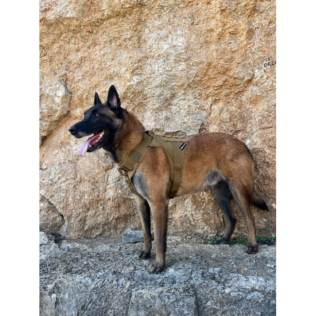 Harnais K9 - Essentiel
