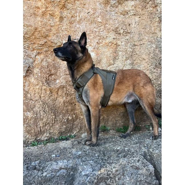 Harnais K9 - Essentiel