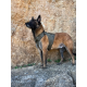 Harnais K9 - Essentiel
